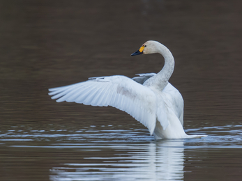 Bewick's swan stretching its wings out on the water