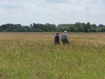 NIA Land Advisor at Achurch Meadow