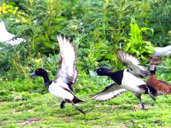 Tufted Duck