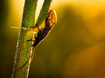 Alderfly (Megaloptera) in the morning sun at Wicken Fen in Cambridgeshire