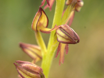 Man orchid