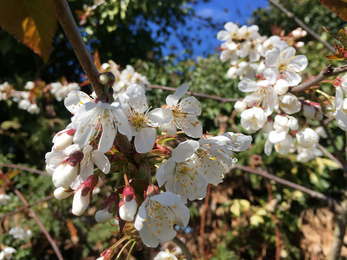 Wild cherry blossom