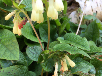 Common comfrey