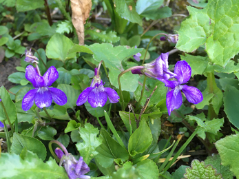 Early dog violet