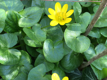 Lesser celandine