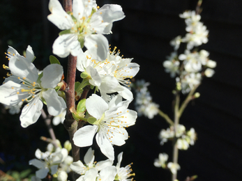 Plum blossom