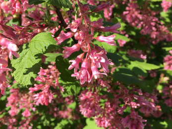 Flowering redcurrant