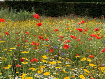 Wildflower meadow at the Eden Project