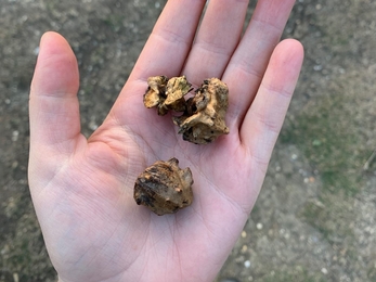 Knopper galls