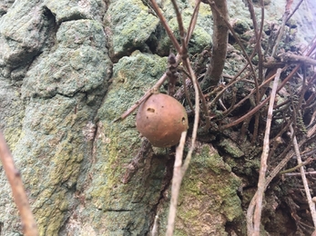 Oak marble gall