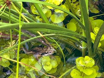 Frog in pond