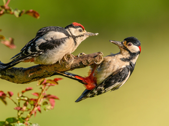 An adult great spotted woodpecker feeding a juvenile on opposite sides of a branch