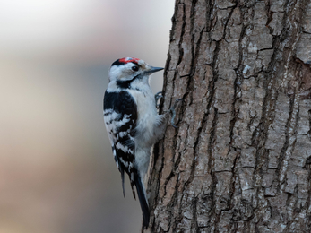 Lesser spotted woodpecker