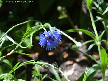 Wildflower