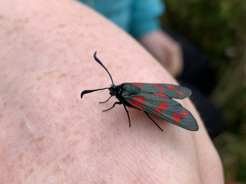 Six-spot burnet moth on Jazz's hand