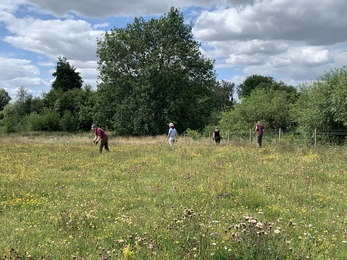 A group of people including staff and volunteers pull ragwort at Trumpington Meadows