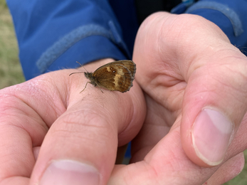 Gatekeeper butterfly on intern Sam's hands