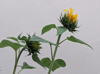 Sunflowers emerging in Becca's yard by Rebecca Neal