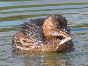 Little grebe with fish at Trumpington Meadows