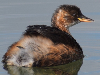 Little grebe