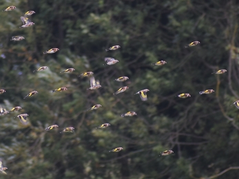 Flock of goldfinches