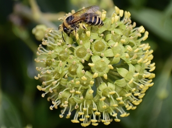 Ivy bee on an ivy flower at Trumpington Meadows