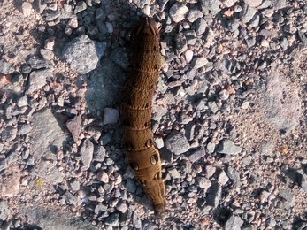 Elephant Hawk Moth caterpillar