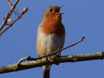 Singing robin