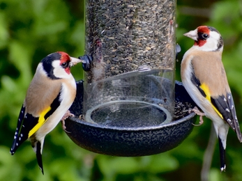 Goldfinches