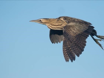 Bittern in flight against a bright blue sky