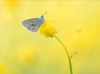 Common blue butterfly on a yellow flower on a background of yellow
