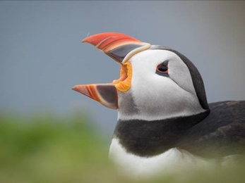 Puffin with its colourful beak open