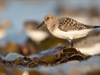 Wading bird