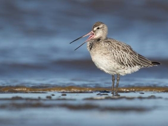 A wading bird has its beak open