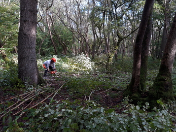 Work at Hayley Wood by Mark Ricketts