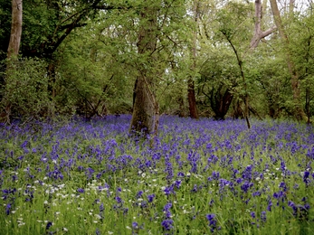 Carpet of bluebells