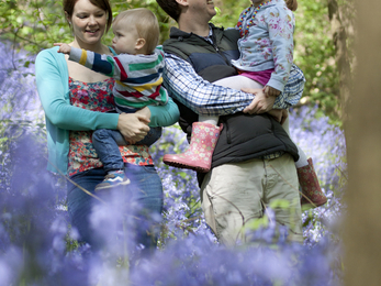 Bluebells Tom Marshall