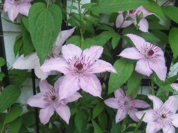 Clematis growing on trellis