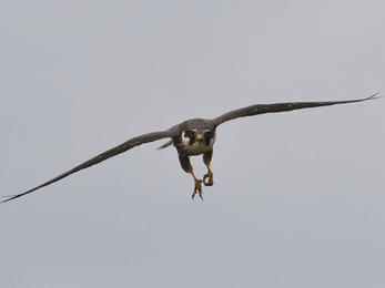A hobby in flight, facing the camera with wings dramatically spread across the frame