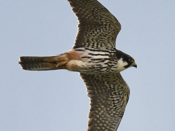 Hobby in flight from underneath