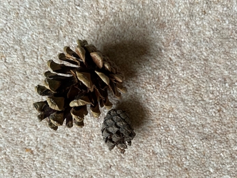 Pine cones for Arthur