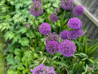 Alliums in Kate and Arthur's garden