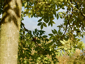 A healthy ash tree