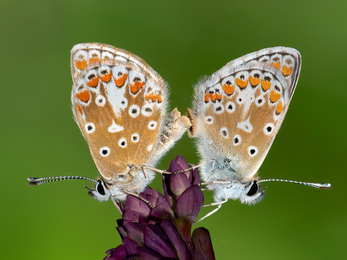 Mating brown argus butterflies, photographed in almost-perfect symmetry, rear-to-rear, on a bright green background