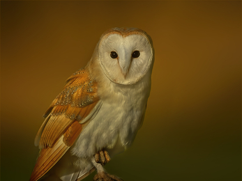 Wild barn owl in evening light by Colin Bradshaw
