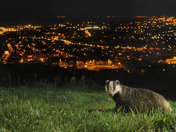 Wildlife Trust 2020Vision