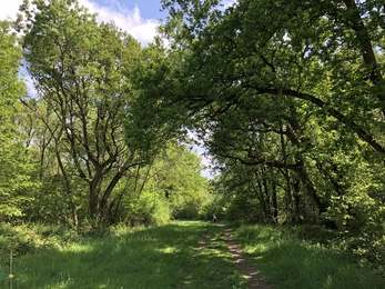 A ride in Brampton Wood