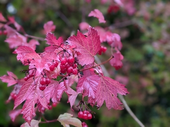 Guelder rose at Cambourne Nature Reserve