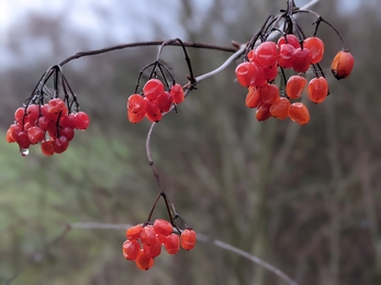 Guelder rose berries