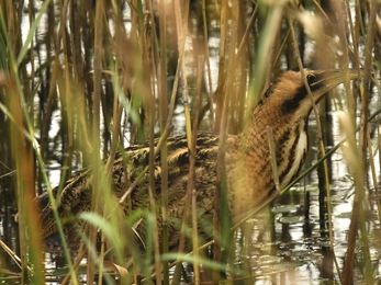 Bittern in the reeds